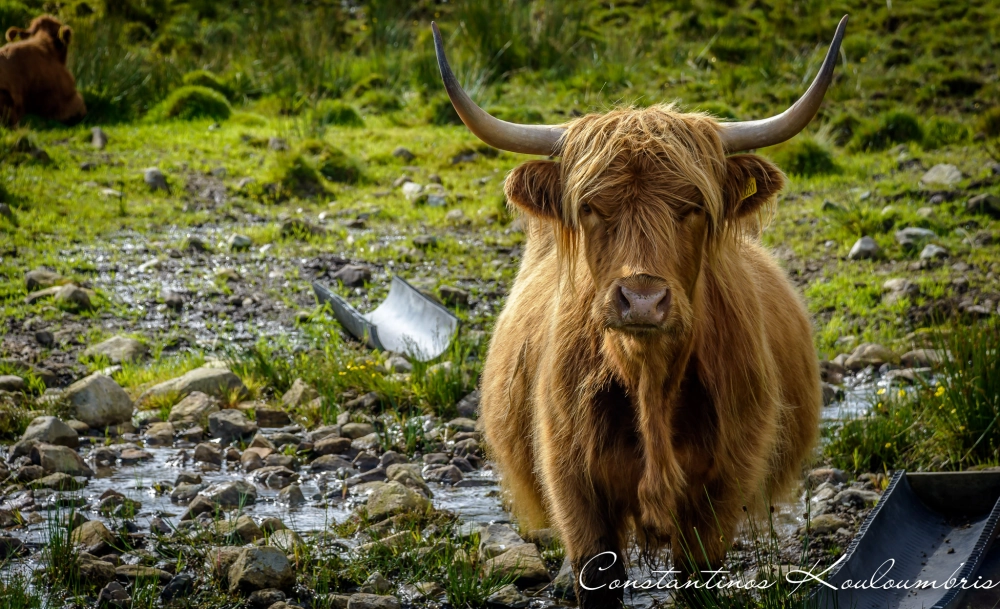 Buffalo